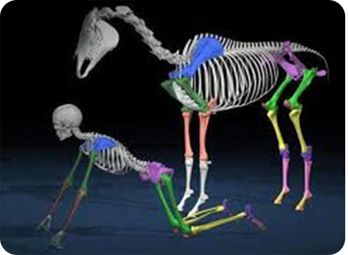 horsehumanskelton