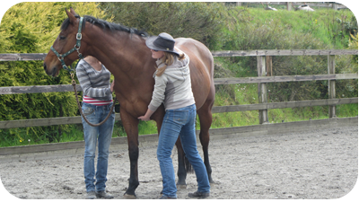 equine cst treatment